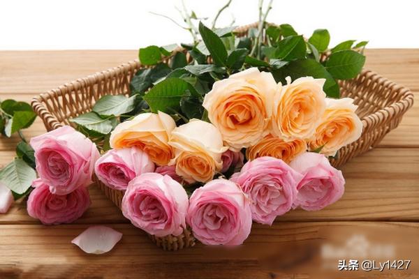 玫瑰花图片大全（七彩玫瑰花图片大全）