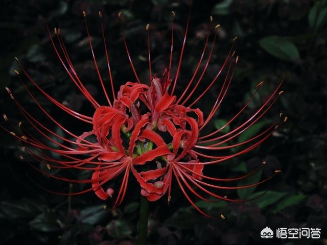 彼岸花的花语是什么_彼岸花的经典一句短句